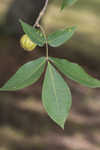 Shagbark hickory